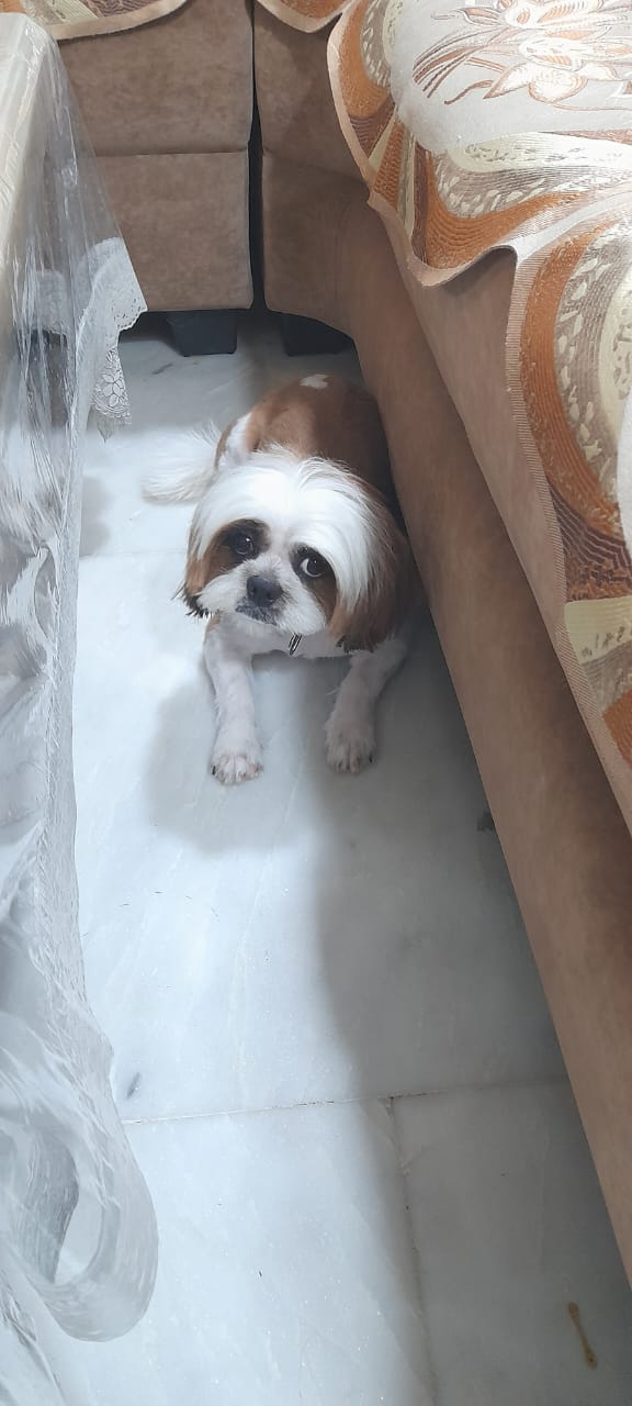 Pet Grooming Home Service in Jaipur,Dog and Cat Grooming