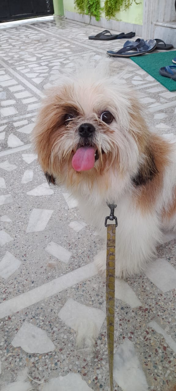 Pet Grooming Home Service in Jaipur,Dog and Cat Grooming