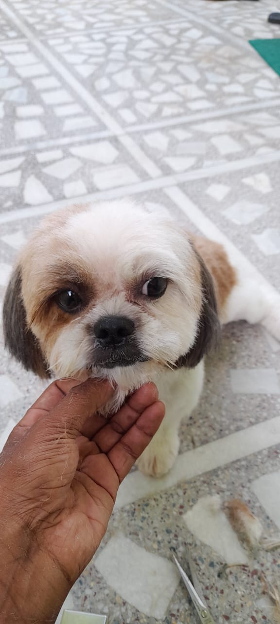 Pet Grooming Home Service in Jaipur,Dog and Cat Grooming