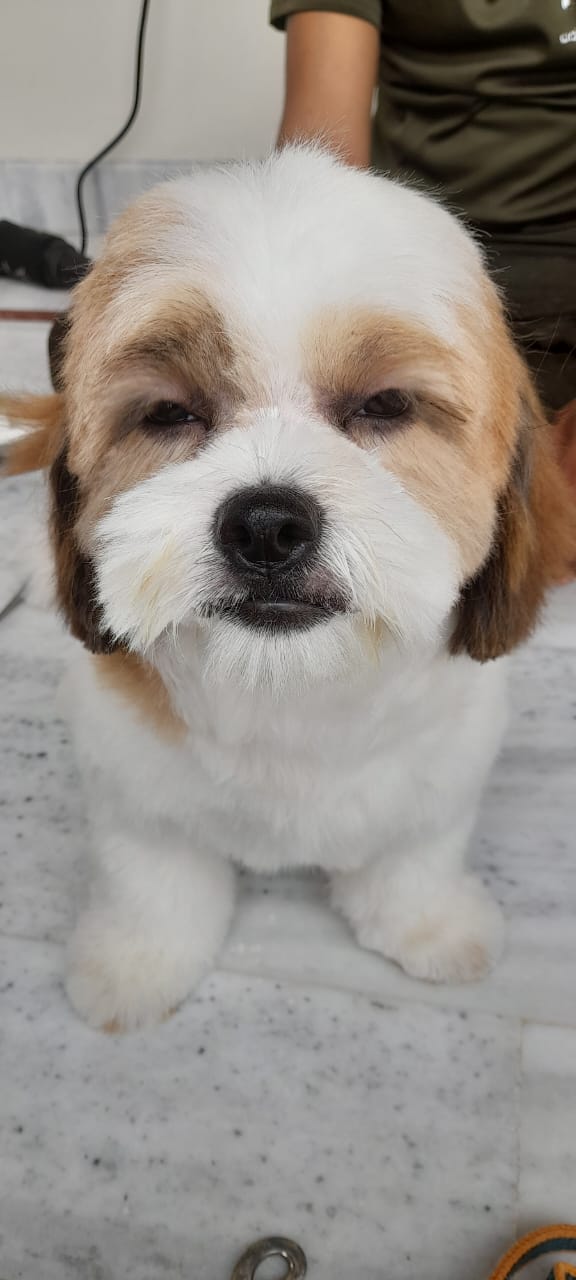 Pet Grooming Home Service in Jaipur,Dog and Cat Grooming